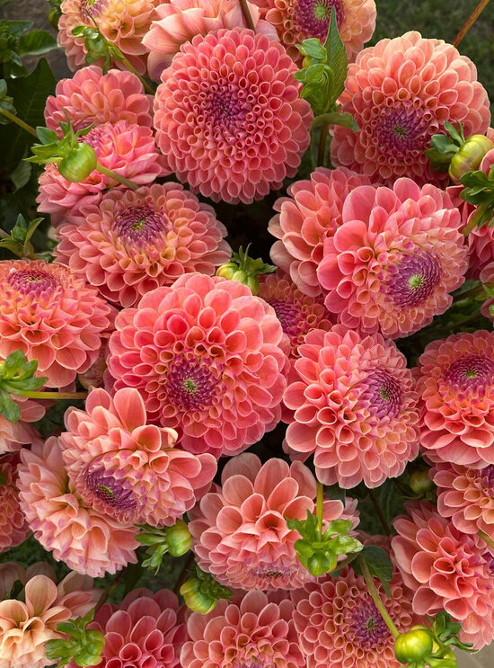 Dālija 'Jowey Paula'